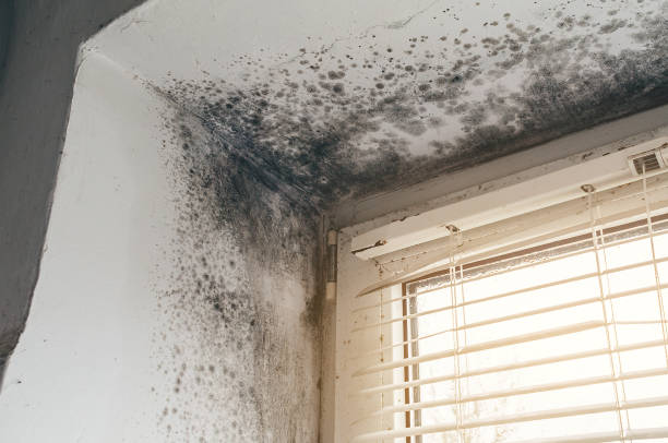 Affordable Hvac And Air Duct Mold Remediation solutions in Barrington, NJ